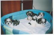 Щенки ши-тцу