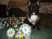 французский бульдог