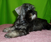 Предлагаем высококлассных щенков цвергшнауцера окраса перец с солью.