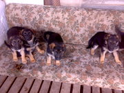 ПРОДАЮТЬСЯ ЩЕНКИ НЕМЕЦКОЙ ОВЧАРКИ С ДОКУМЕНТАМИ, 0502229497