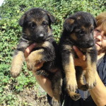 продаются щенки немецкой овчарки Симферополь