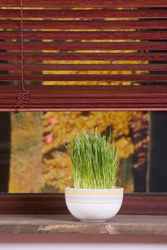 Деревянные и бамбуковые жалюзи, недорого. Симферополь, Крым