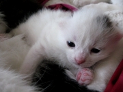 Двух белых котят-мальчиков