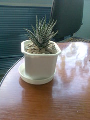 Хавортия полосатая (лат. Haworthia fasciata)