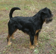 щенки гриффона и брабансона