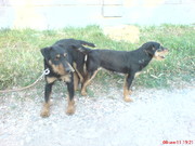 щенки ягдтерьера