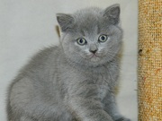 Шотландские плюшевые  котята