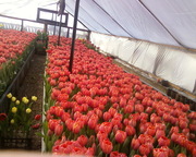 Продаю цветы тюльпана к 8-му Марта, оптом.