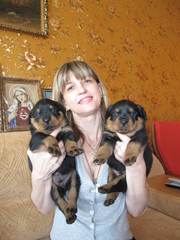 Продаются крепкие,  здоровые щенки ротвейлера