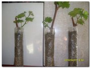 Принимаем заказы на саженцы винограда с закрытой корневой системой