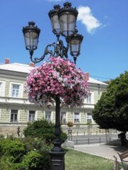 Ампельная петуния, бакопа и портулак в кашпо