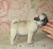 Щенки мопса в питомнике Yankor Crimea,  г. Симферополь