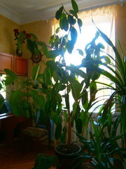 продам цветок- фикус