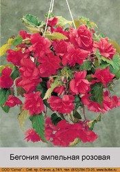 Бегония ампельная, вербена, львиный зев, лобелия, циния