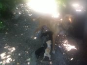 Щенки в Симферополе бесплатно.