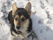 ЭКСКЛЮЗИВНЫЙ КОБЕЛЁК ПРОДАЁТСЯ КОРГИ ПЕМБРОК