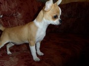 Питомник Флажалет предлагает к продаже щенков чихуахуа