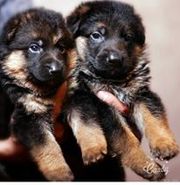 Очаровательные Щенки немецкой овчарки в помете: 2 девочки и 1 мальчик