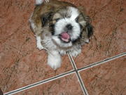 Продам щенков Ши-тцу