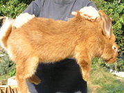 кролики-фландр и новозеландский красный-от элитных производителей