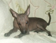 мексиканская голая - среднияя и мини девочки от чемпионов