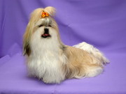 ши-тцу - собачка, приносящая в дом счастье!