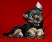 щенки йоркширского терьера