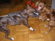 Немецкий боксёр девочка ищет жениха