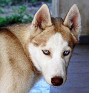 щенок Сибирского хаски