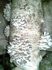 мицелий вешенки посевной зерновой