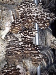 Семена для выращивания грибов.