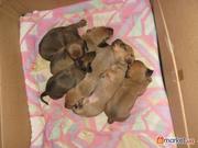 продам щенков таксы от породистых родителей