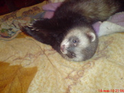 белки шиншиллы кролики хорьки и т.д