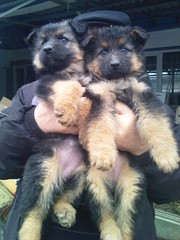 щенкой немецкой овчарки