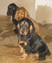 Щенки Английского кокер спаниеля, Симферополь